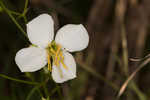 White meadowbeauty